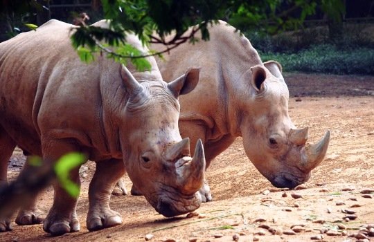 Hewan Langka yang Ada di Sumatera Keanekaragaman Fauna yang Mengagumkan